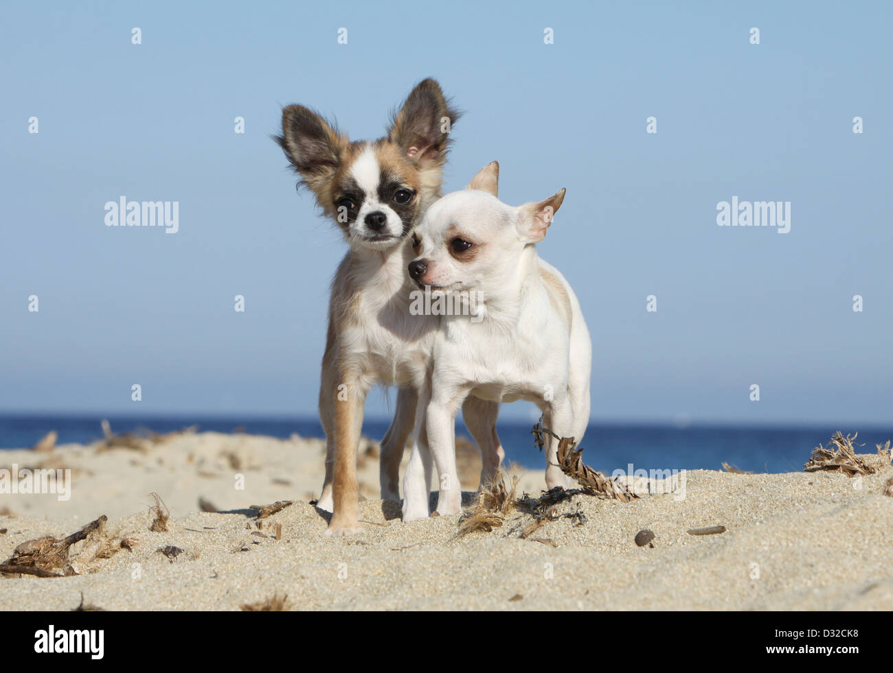 Hund, Chihuahua Langhaar und Kurzhaar / Erwachsene und Welpen verschiedene Farben stehen am Strand Stockfoto