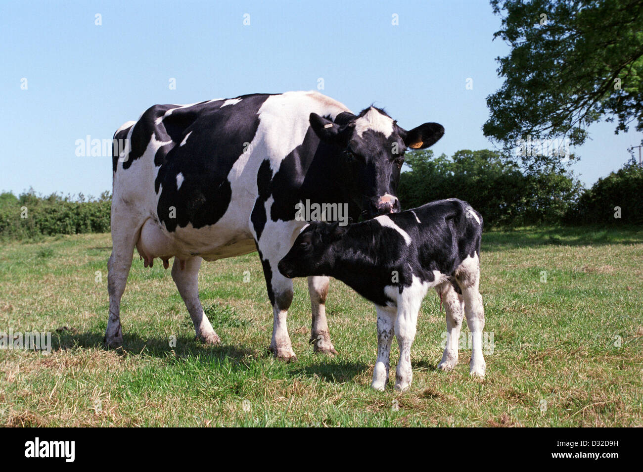 Britischen Holstein Kuh mit Neugeborenen Kalb, Calne, Wiltshire, England Stockfoto