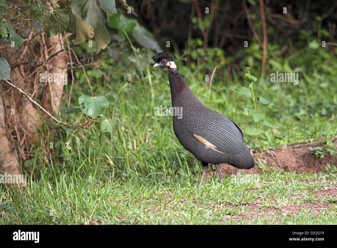Crested Perlhühner in Südafrika Stockfoto