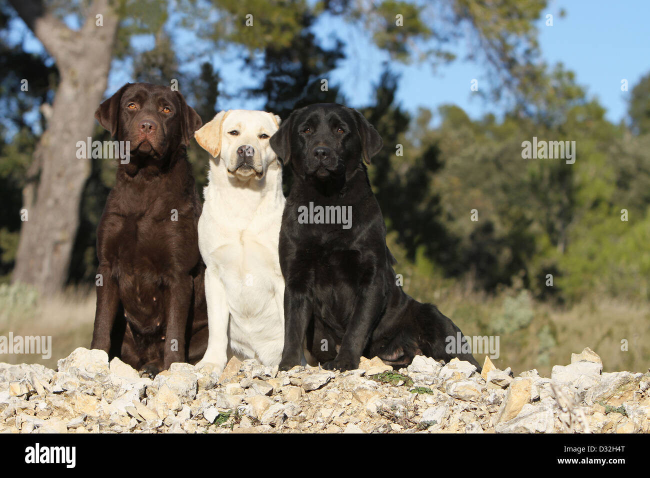 Auf einer Mauer sitzend Hund Labrador Retriever drei Erwachsene verschiedene Farben (Schokolade, gelb und schwarz) Stockfoto