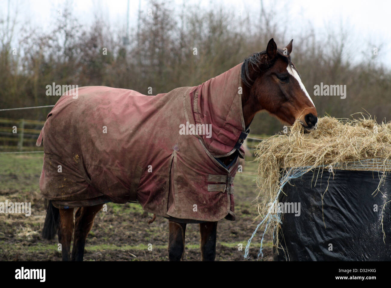 Pferd im Feld Stockfoto