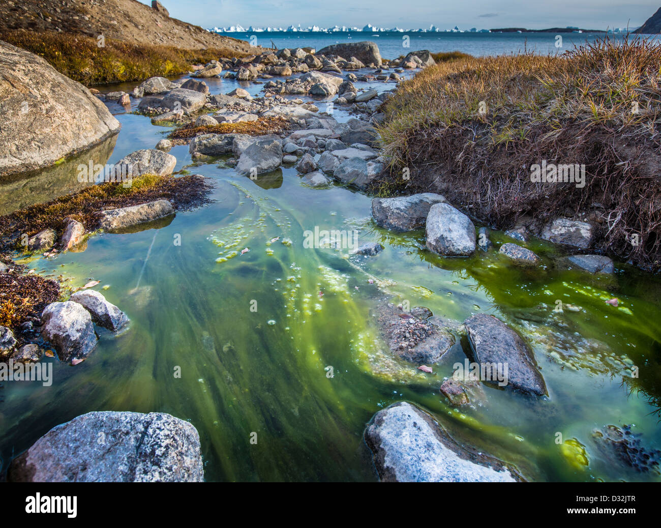 Tide Pool mit Algen, Scoresbysund, Grönland Stockfoto