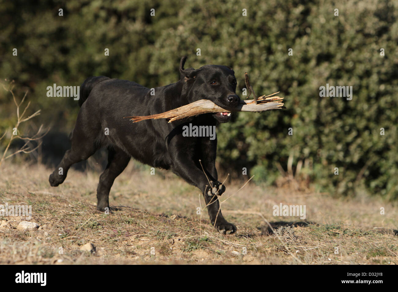 Labrador Retriever Hund / Erwachsene laufen mit einem Stock im Maul Stockfoto