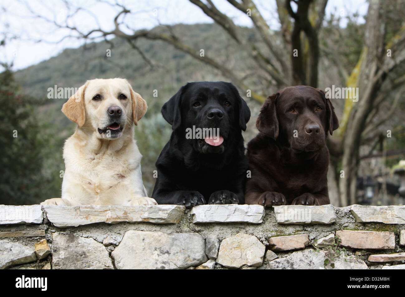 Dog labrador retriever three adults -Fotos und -Bildmaterial in hoher  Auflösung – Alamy
