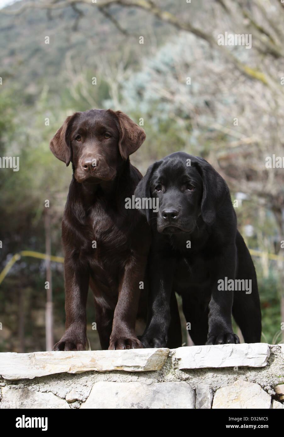 Auf einer Mauer sitzend Hund Labrador Retriever Welpen verschiedene zweifarbig (Schokolade und schwarz) Stockfoto