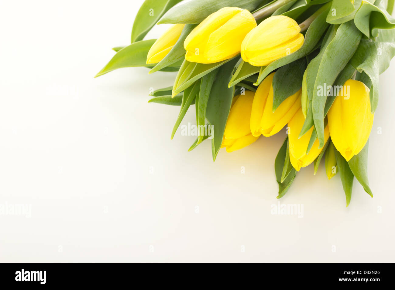 Reihe von Tulpen Stockfoto