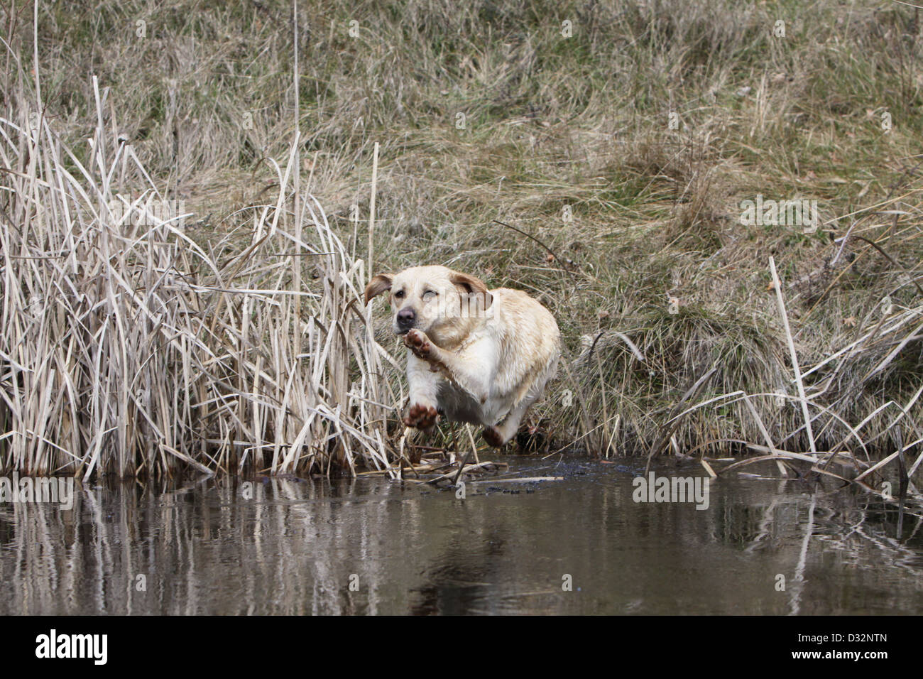 Labrador hund hunde springen springen Fotos und Bildmaterial in hoher