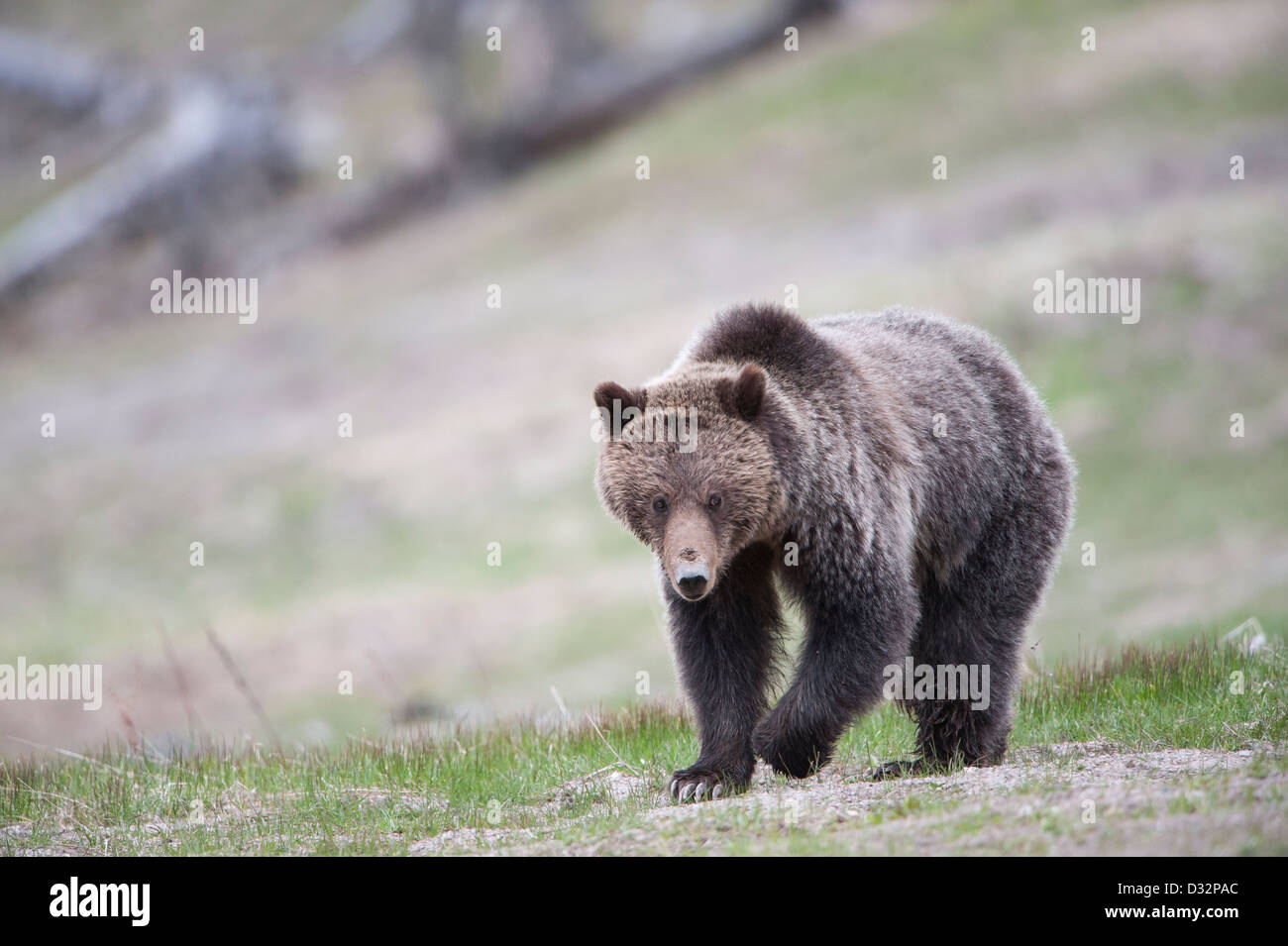 Grizzly Bear - Ursus Arctos - Yellowstone-Nationalpark Stockfoto