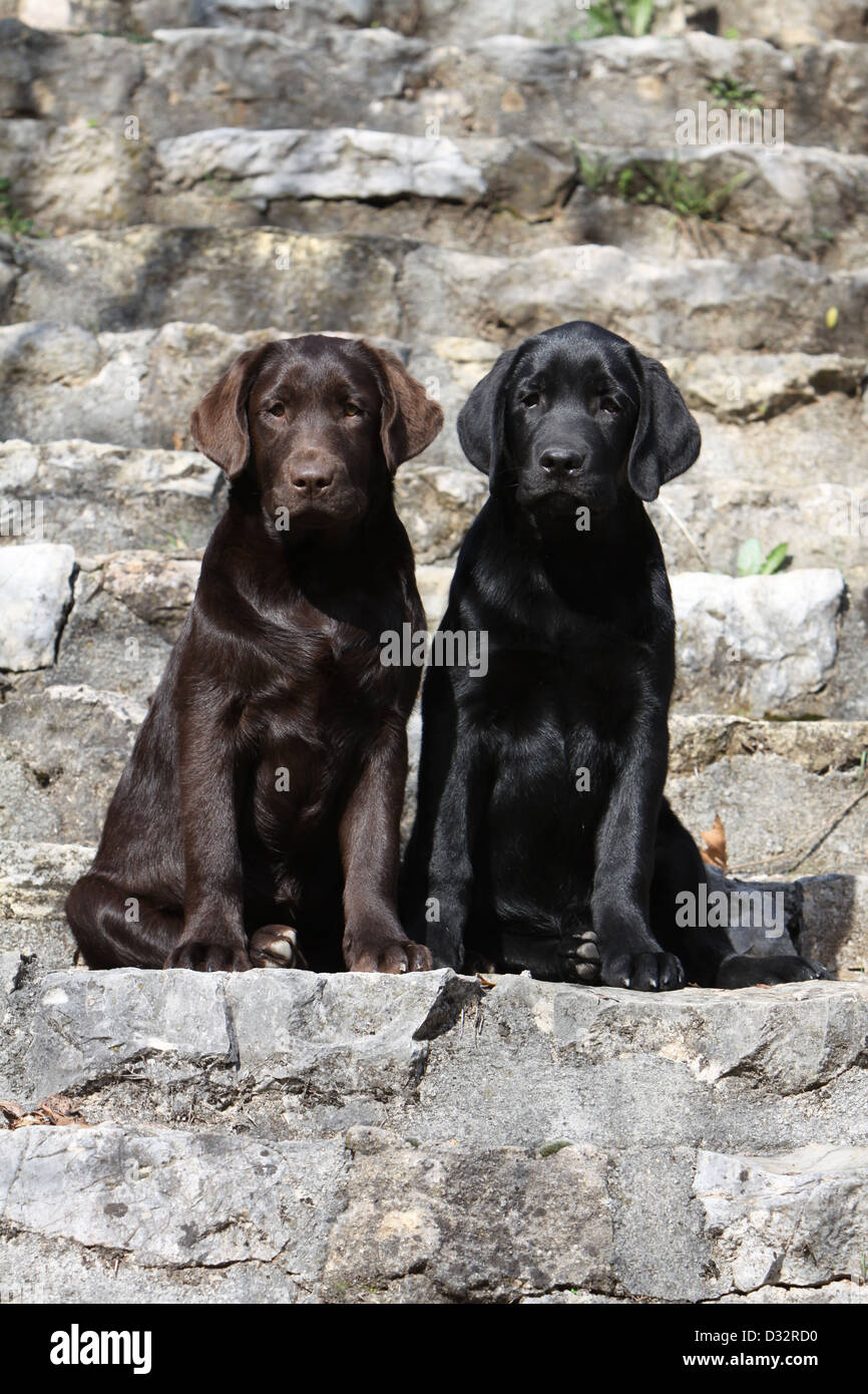 Auf einer Mauer sitzend Hund Labrador Retriever Welpen verschiedene zweifarbig (Schokolade und schwarz) Stockfoto