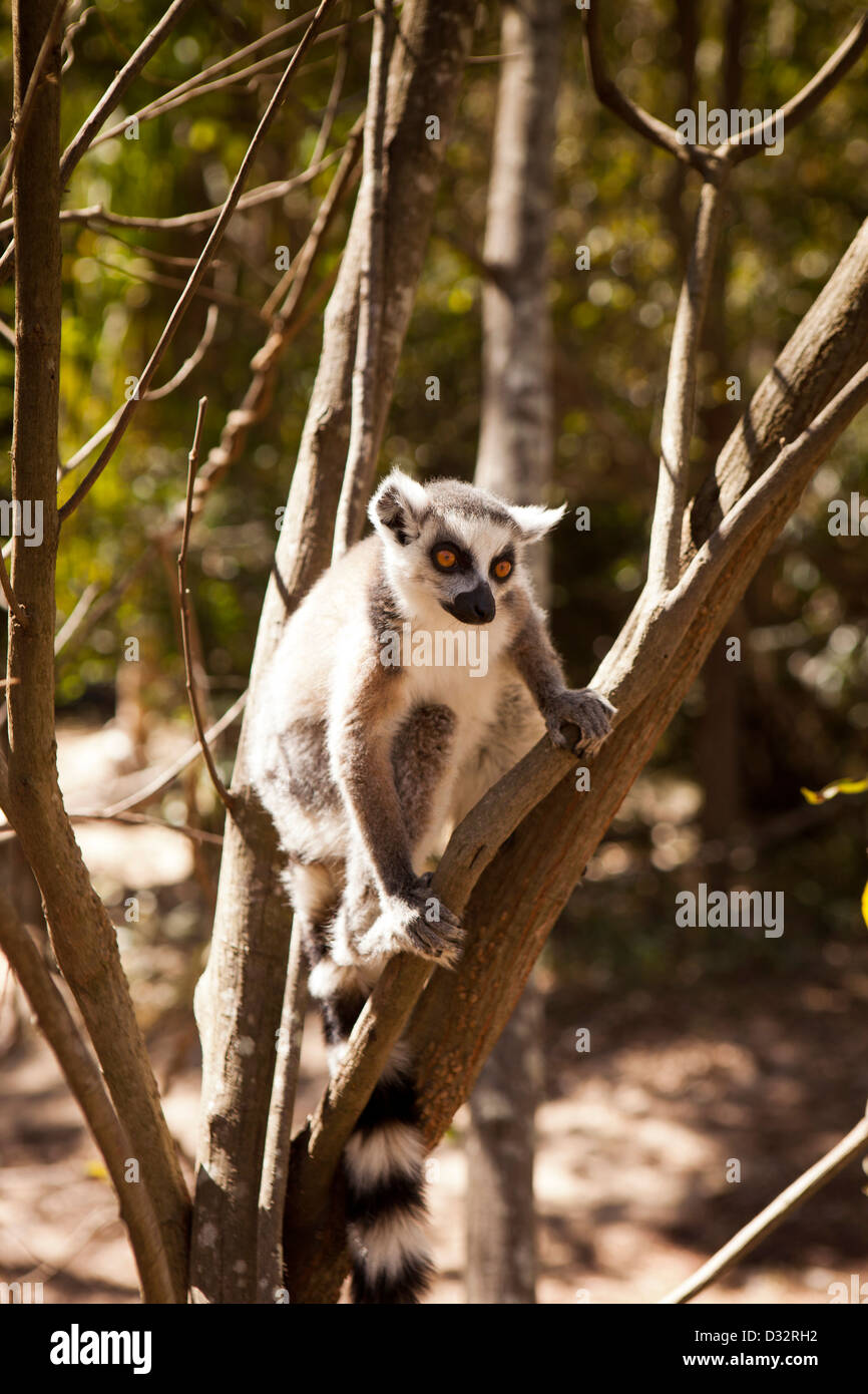 Madagaskar, Parc National de l'Isalo, Namaza, Ringtailed Lemur, Lemur Catta, Standortwahl im Baum Stockfoto