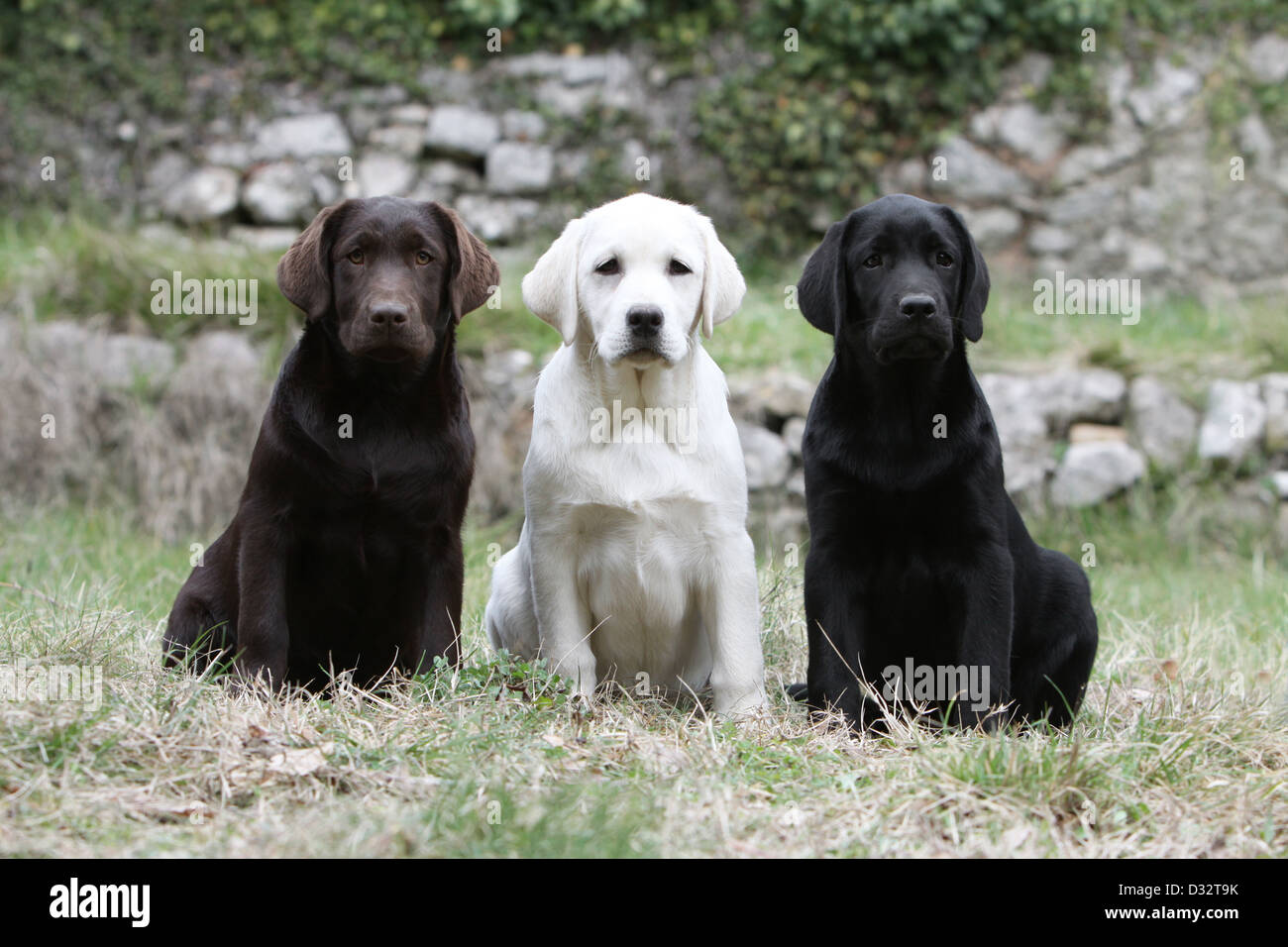 Sitzt der Hund Labrador Retriever drei Welpen verschiedene Farben (Schokolade, gelb und schwarz) Stockfoto