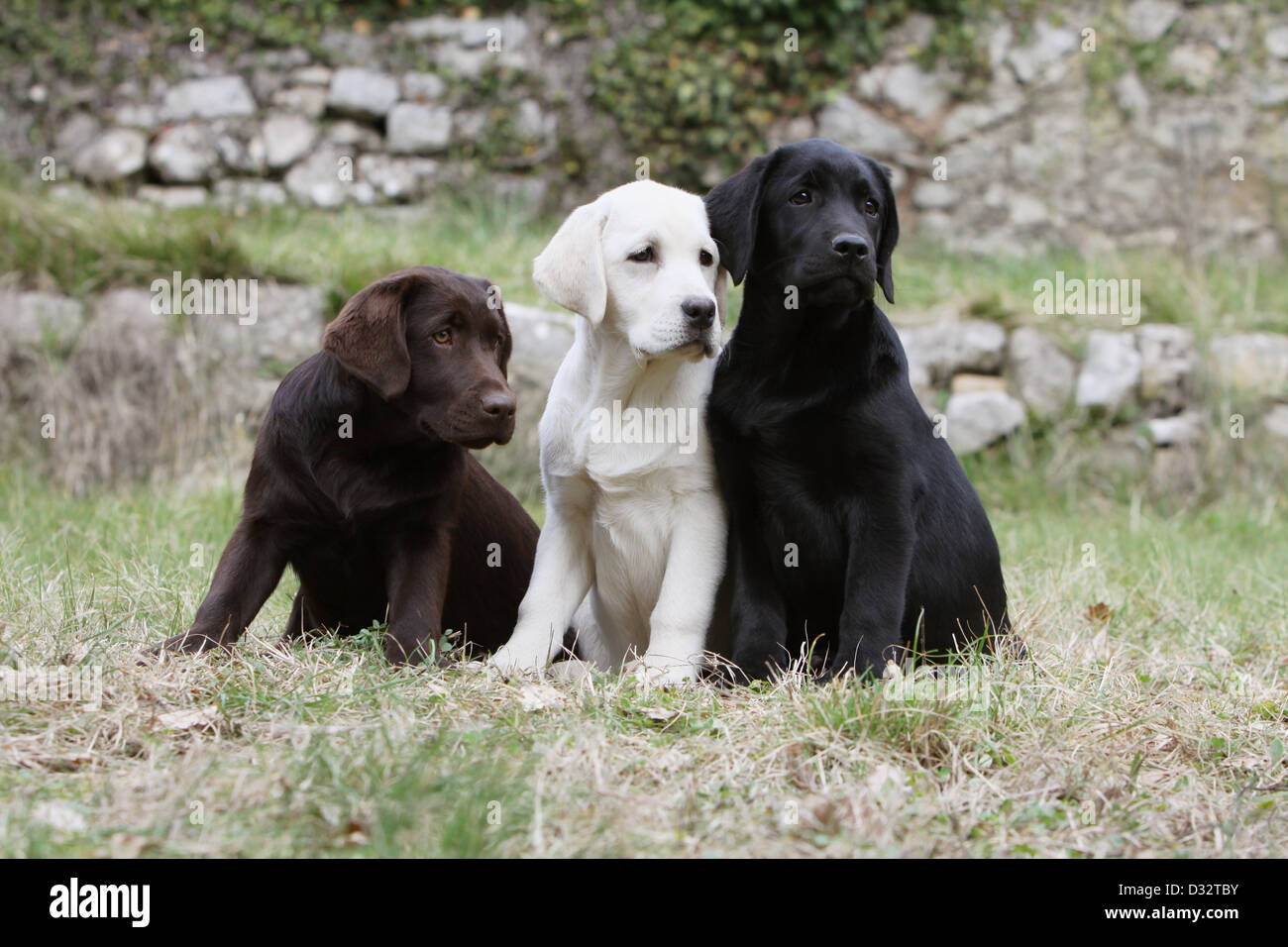 Sitzt der Hund Labrador Retriever drei Welpen verschiedene Farben (Schokolade, gelb und schwarz) Stockfoto