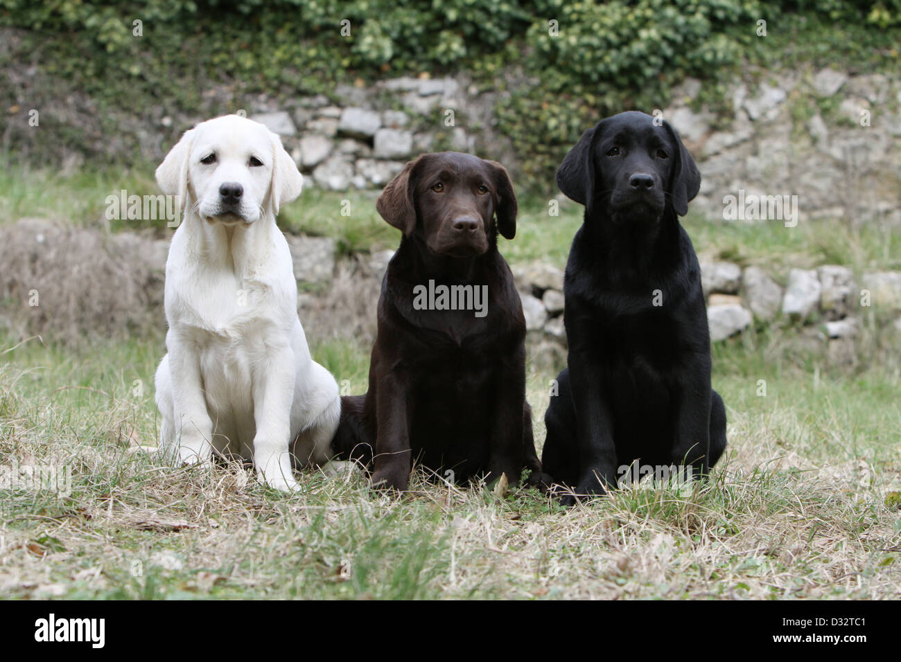 Sitzt der Hund Labrador Retriever drei Welpen verschiedene Farben (gelb, Schokolade und schwarz) Stockfoto