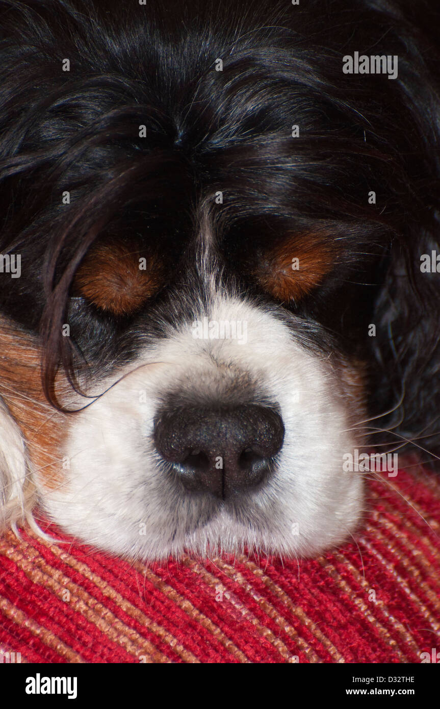 King Charles Cavalier Spaniel, halb schließen, Kopfschuss, schlafend, Nase, Schnauze, Tri-gefärbt, Augenbrauen, Nase Stockfoto