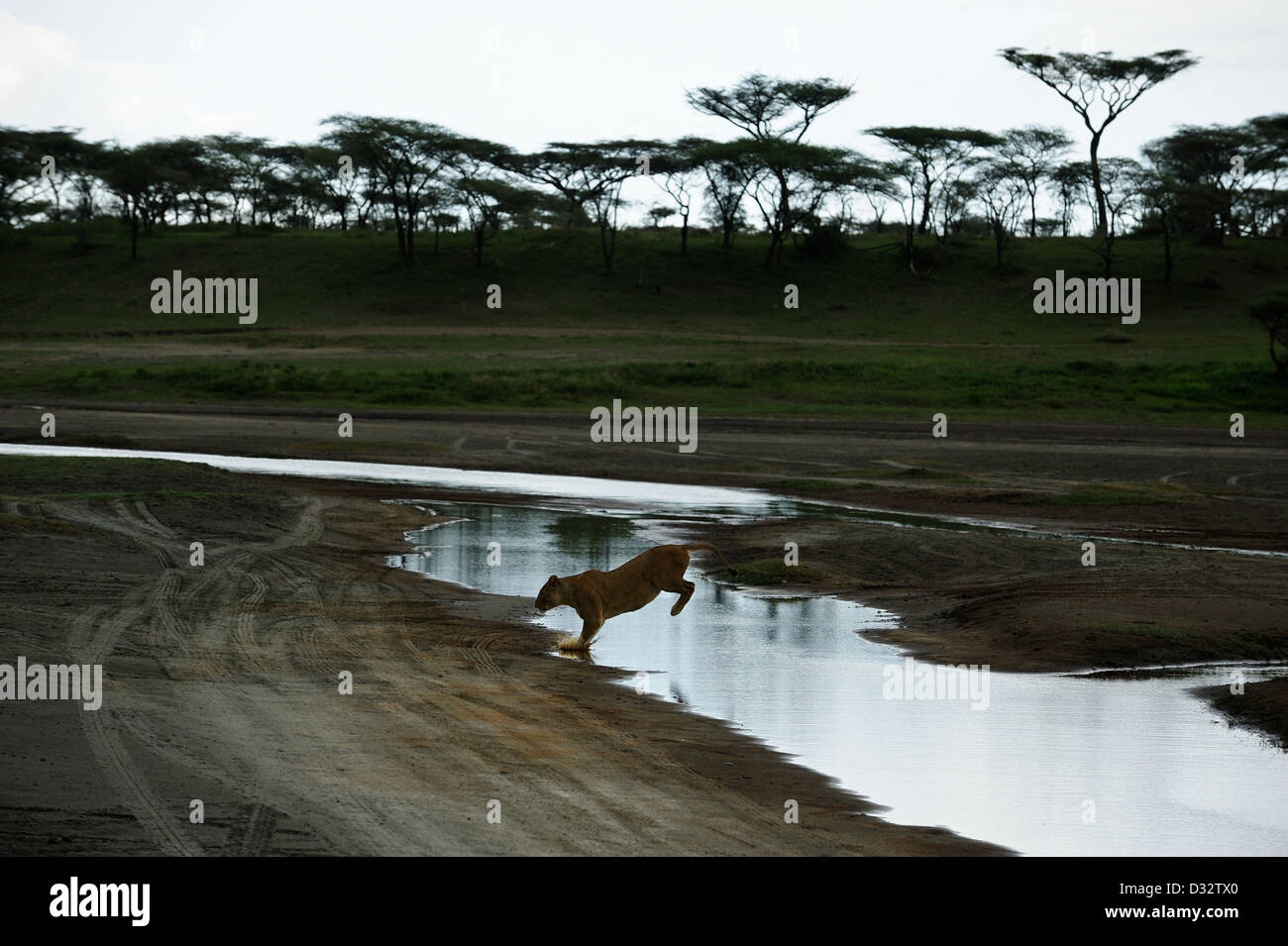 Löwin springt über einen Bach in Ndutu in Ngorongoro Conservation Area in Nord-Tansania Stockfoto