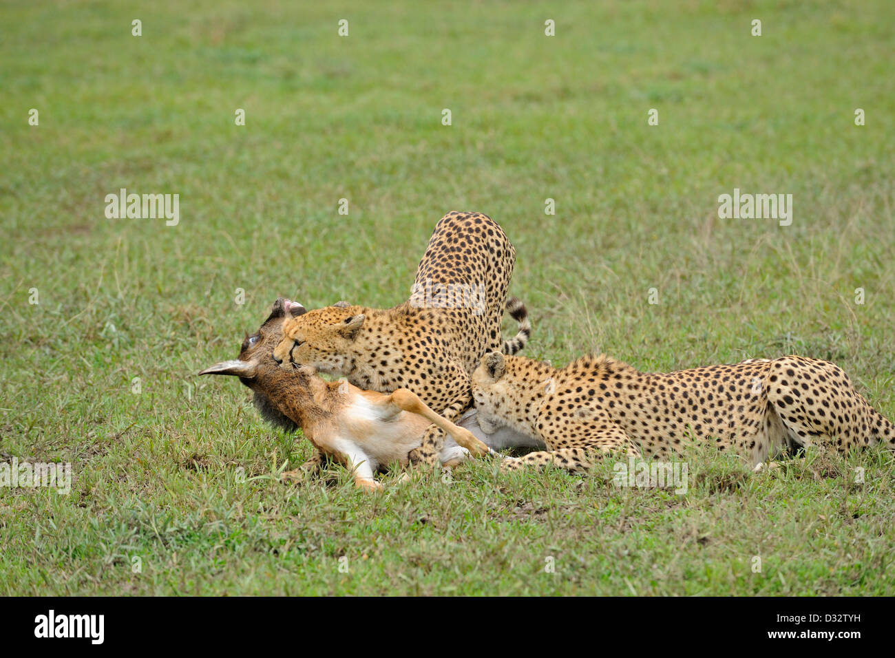 Zwei Geparden töten eine GNU Kalb im Grasland der Ndutu in Ngorongoro Naturschutzgebiet im Norden von Tansania, Afrika Stockfoto