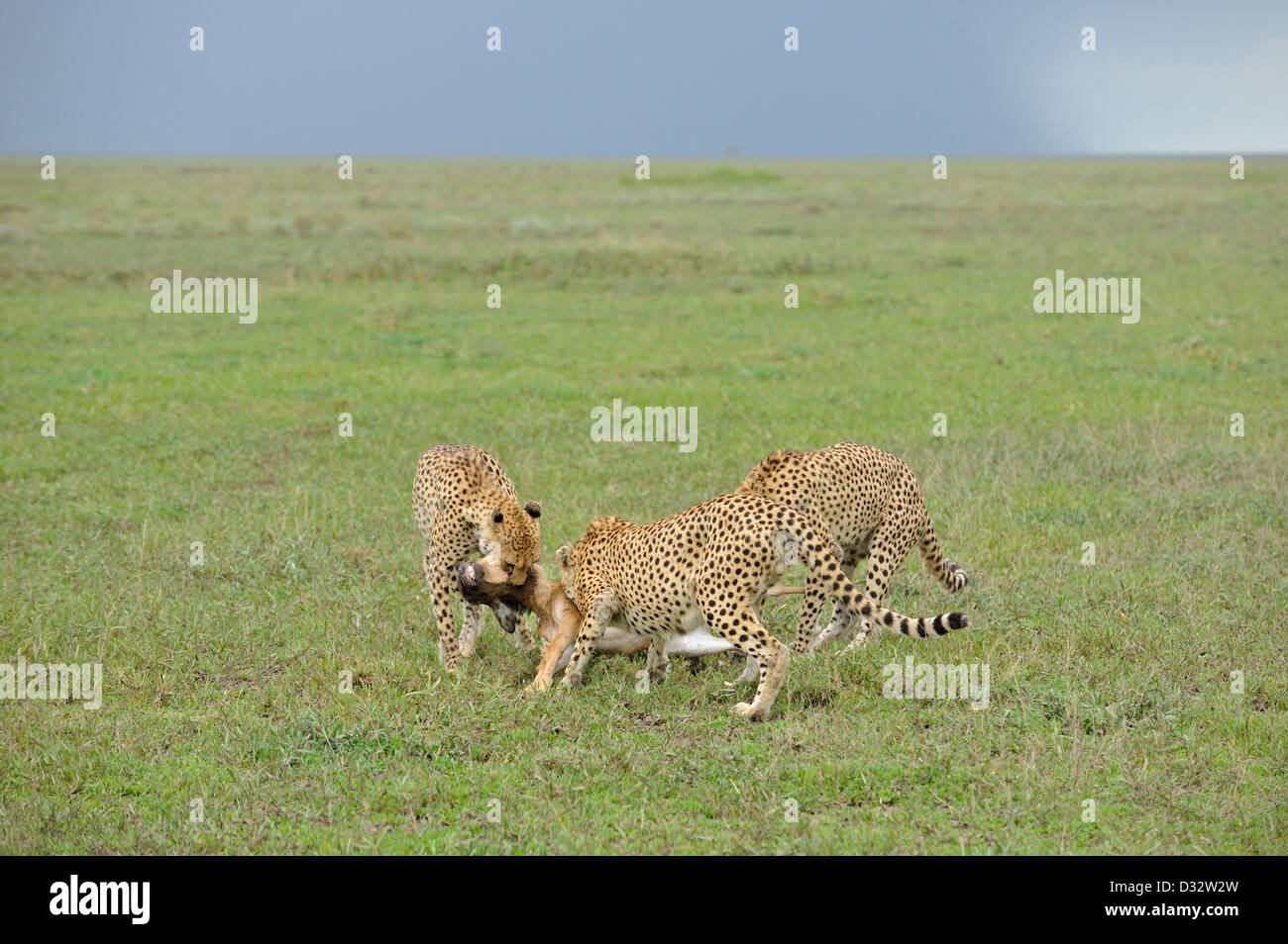 Drei Geparden töten eine GNU Kalb im Grasland der Ndutu in Ngorongoro Naturschutzgebiet im Norden von Tansania, Afrika Stockfoto