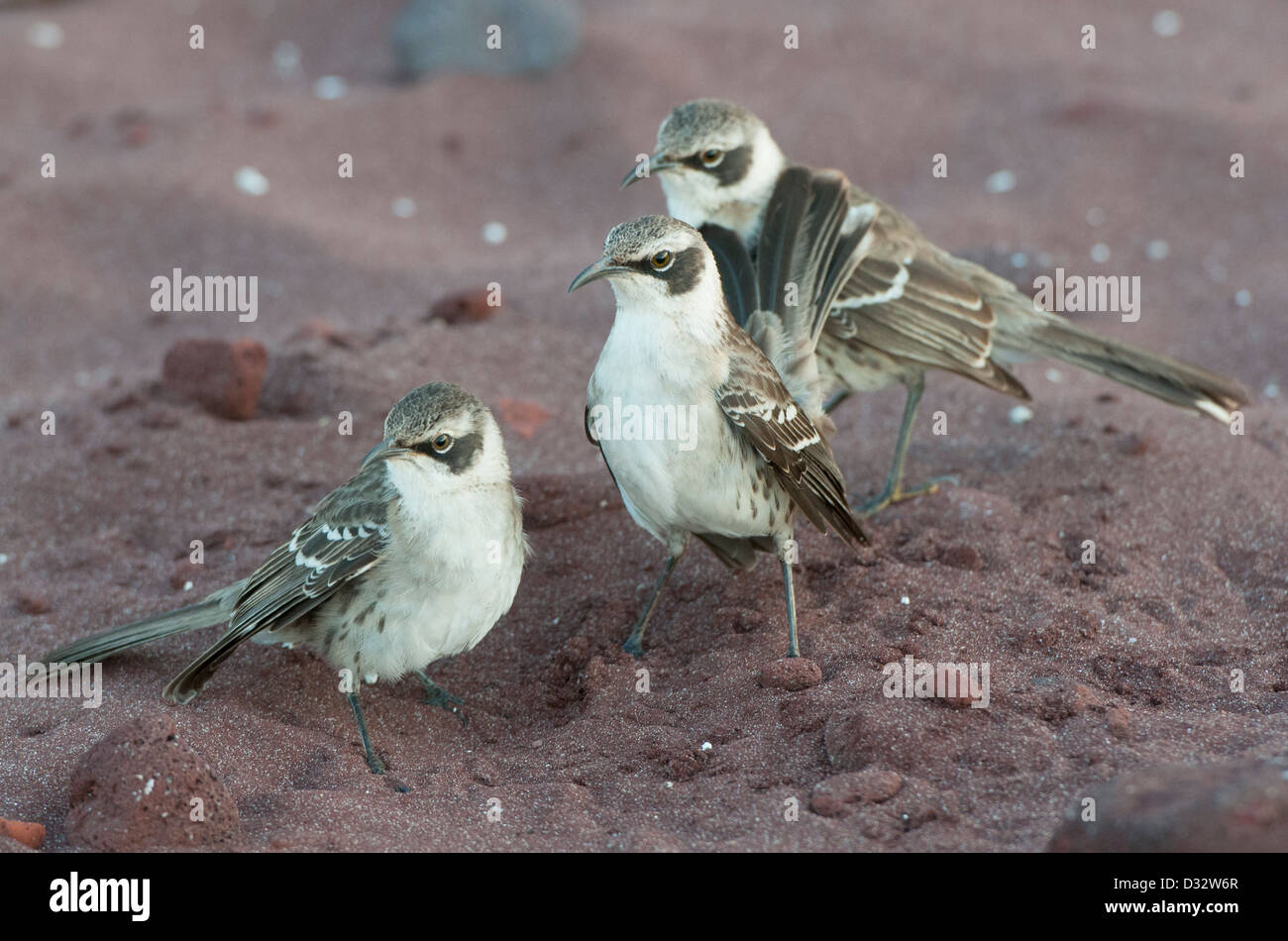 Galápagos-Spottdrossel (Mimus Parvulus) koppeln verteidigende Gebiet, Insel Rabida, Galapagos Stockfoto