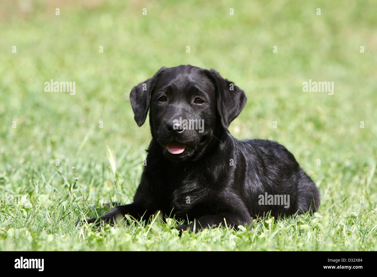 Hund-Labrador Retriever-Welpen (schwarz) liegen in einem Garten Stockfoto