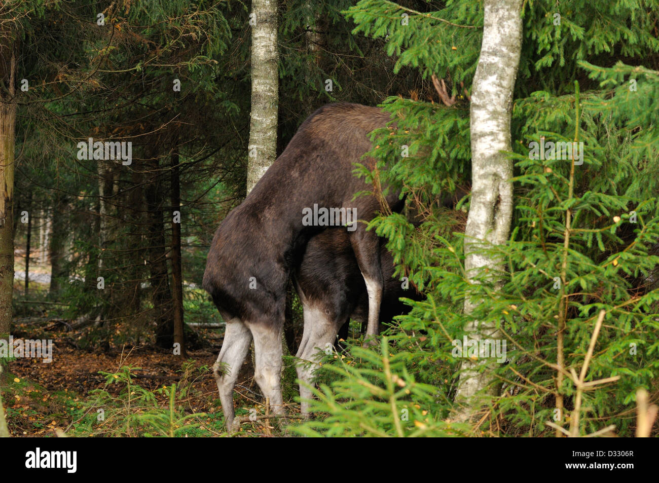 Stier, Elch (Alces Alces) und Kuh Paarung in einem Fichtenwald Stockfoto