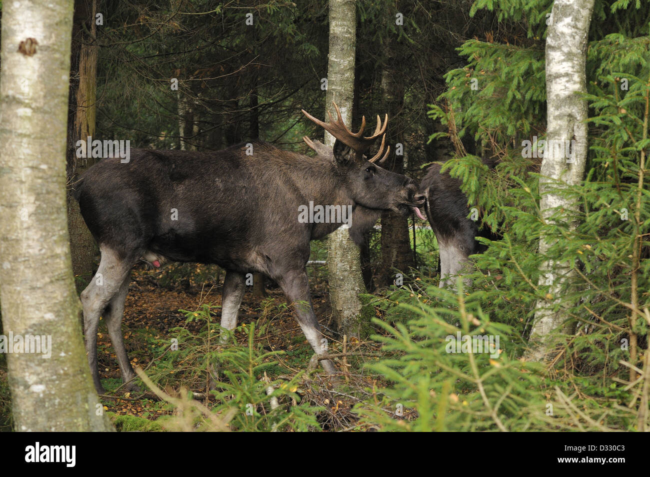 Stier, Elch (Alces Alces) und Kuh Paarung in einem Fichtenwald Stockfoto