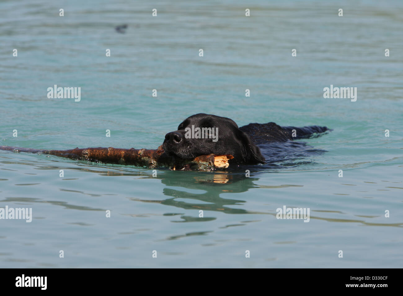 Hund Labrador Retriever Erwachsener (schwarz) mit einem Stock im Maul schwimmen Stockfoto