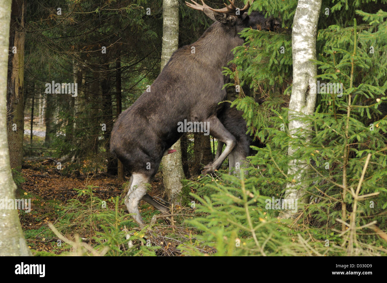 Stier, Elch (Alces Alces) und Kuh Paarung in einem Fichtenwald Stockfoto