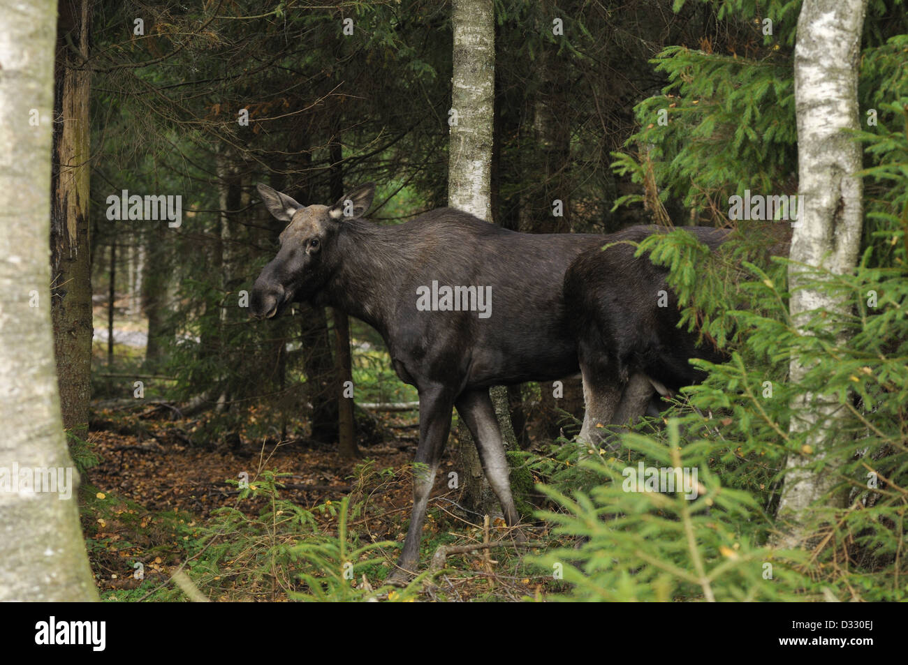 Stier, Elch (Alces Alces) und Kuh Paarung in einem Fichtenwald Stockfoto
