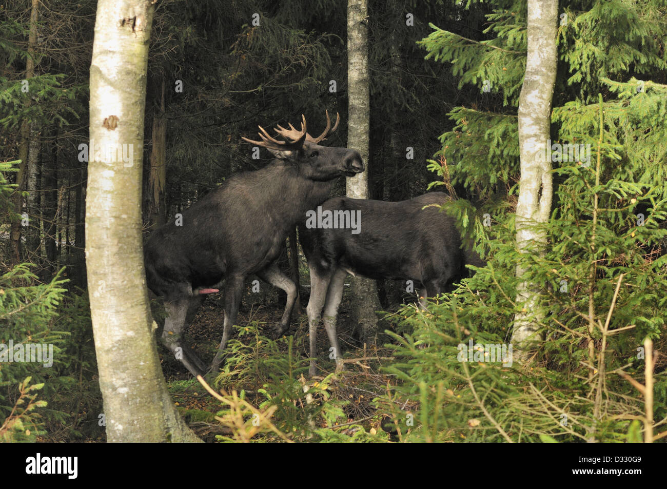 Stier, Elch (Alces Alces) und Kuh Paarung in einem Fichtenwald Stockfoto