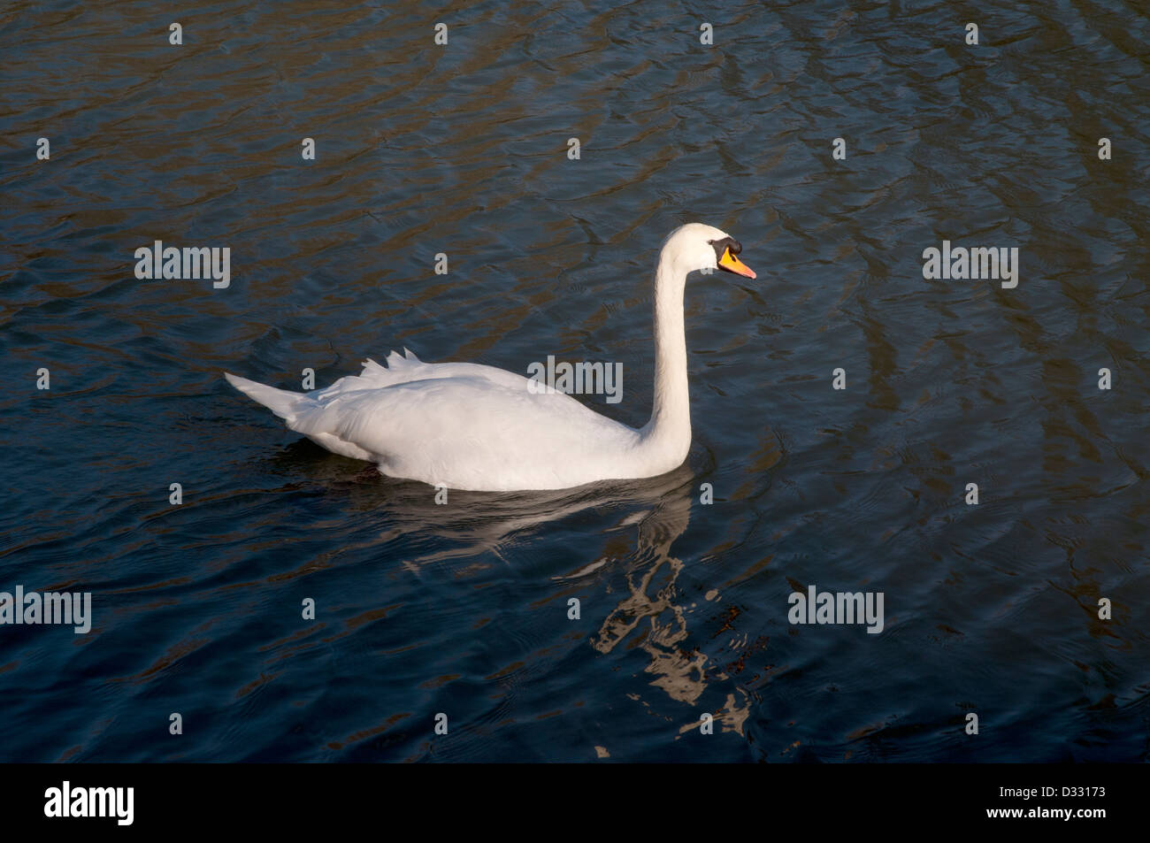 Höckerschwan auf Waldteich, Winter, Besinnung, Ruhe, ruhig, friedlich, Wellen gleiten Stockfoto