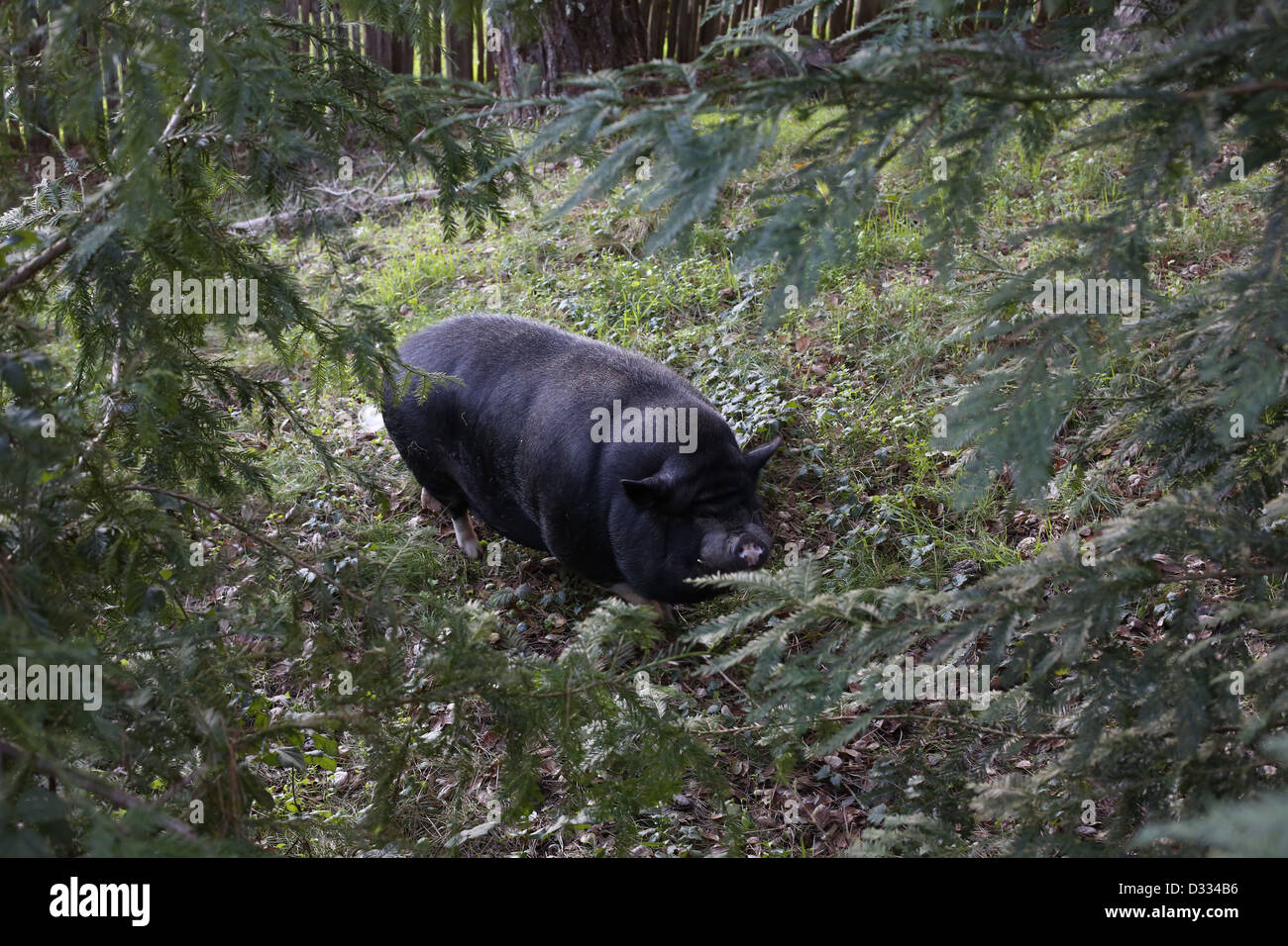 Eine große schwarze Schwein im Freien. Stockfoto