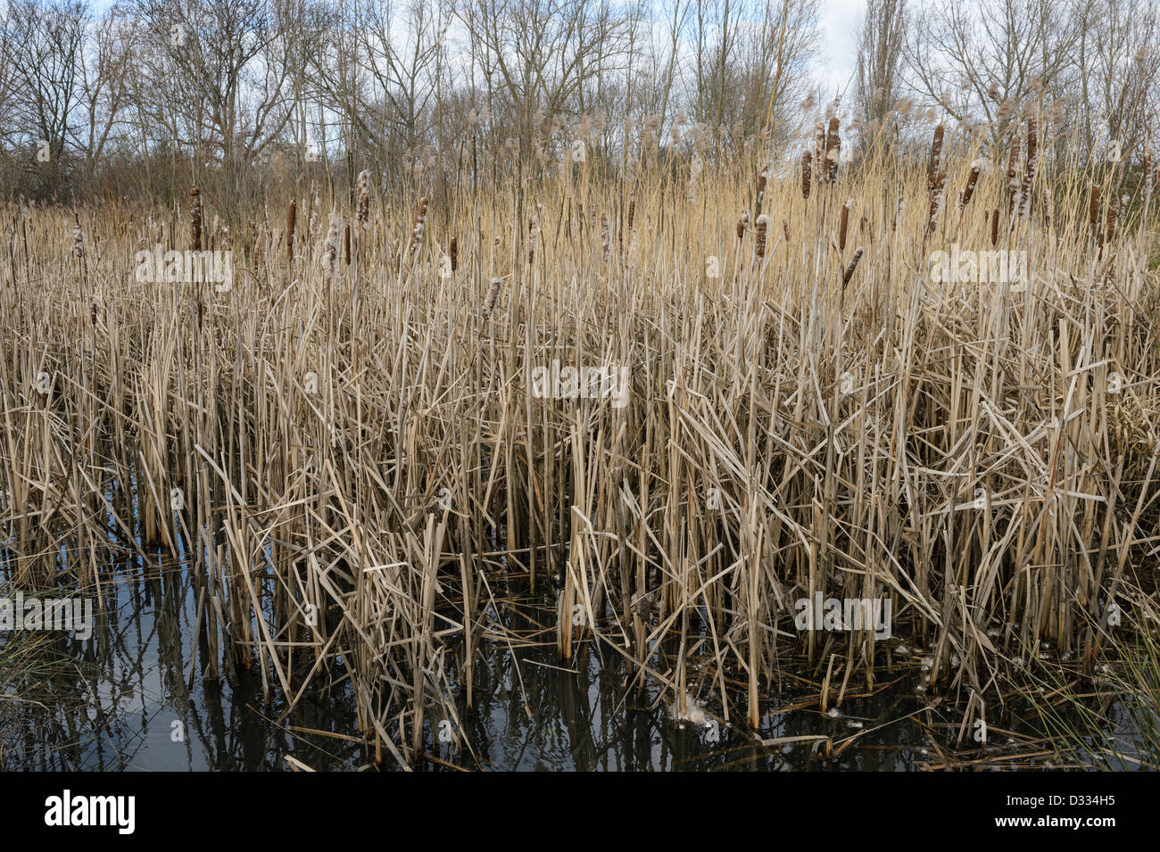 Feuchtgebiet mit Seggen und Binsen Einpflanzen. Fluß Quaggy Flut Linderung Schema, Sutcliffe Park, London, UK. Stockfoto