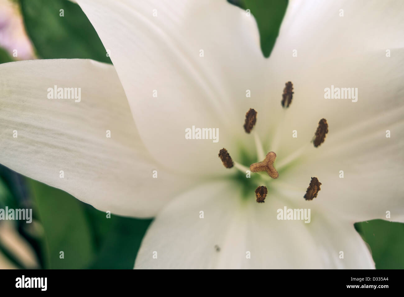 Weiße Osterlilie blüht aus der Nähe und außerhalb der Mitte Stockfoto
