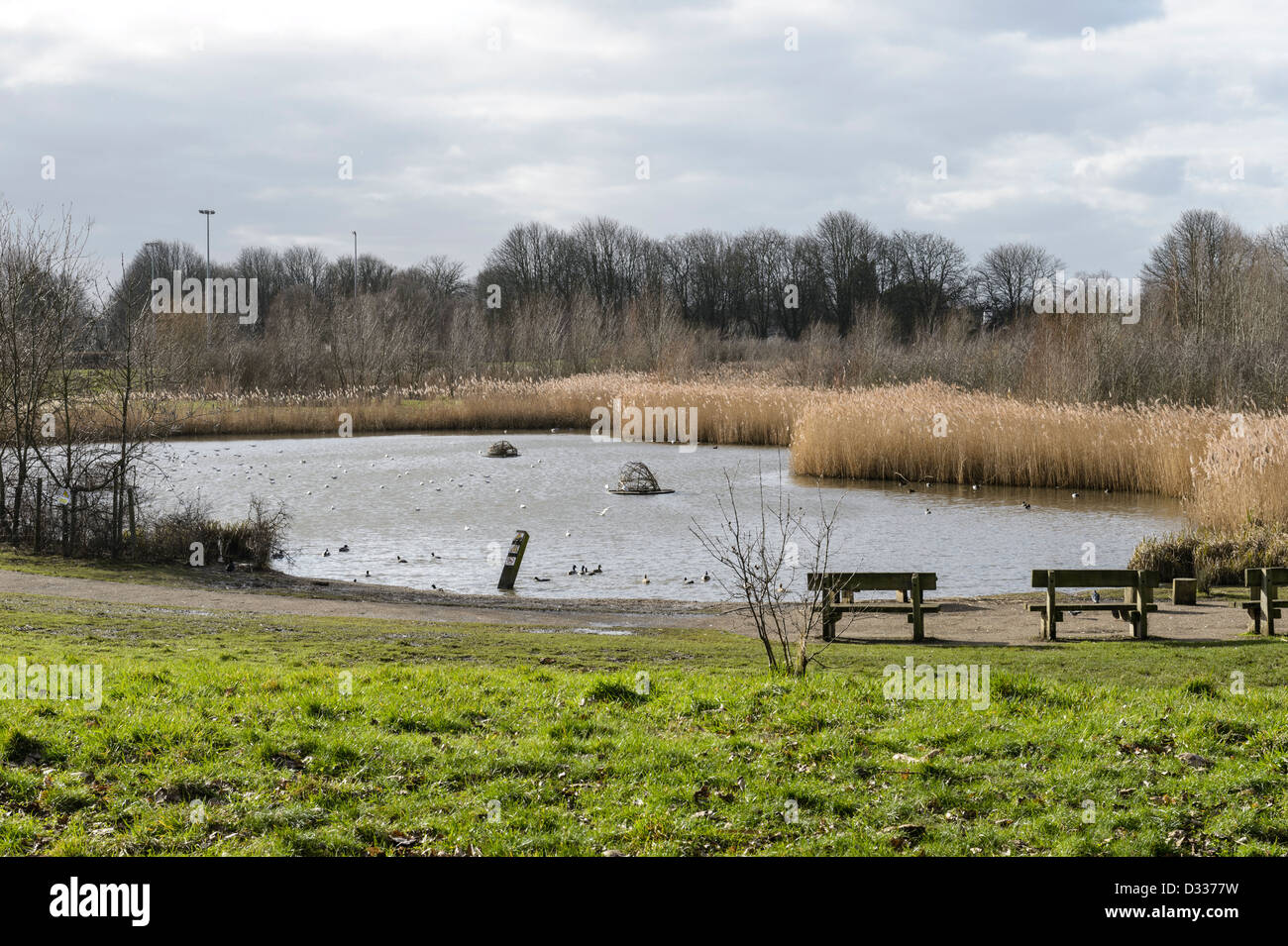 Veränderter Aufbewahrung Wasserteich, Fluß Quaggy Flut Linderung Schema, Sutcliffe Park, London, UK. Stockfoto