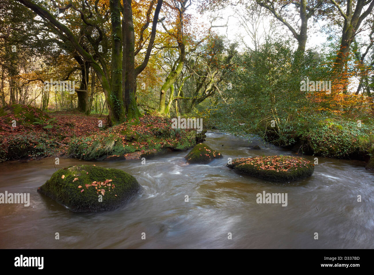 Flusses Parr vorbei durch den Wald im Luxulyan Tal Cornwall England Stockfoto