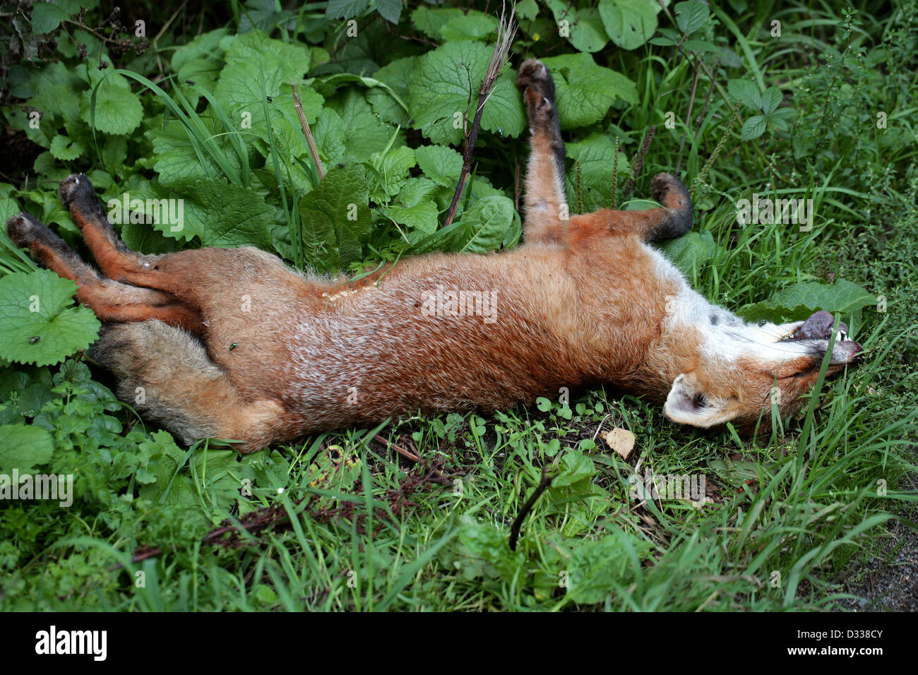 Eine tote europäischen Rotfuchs (Vulpes Vulpes Crucigera) Verlegung von der Seite einer Landstraße von einem Auto getötet. Stockfoto