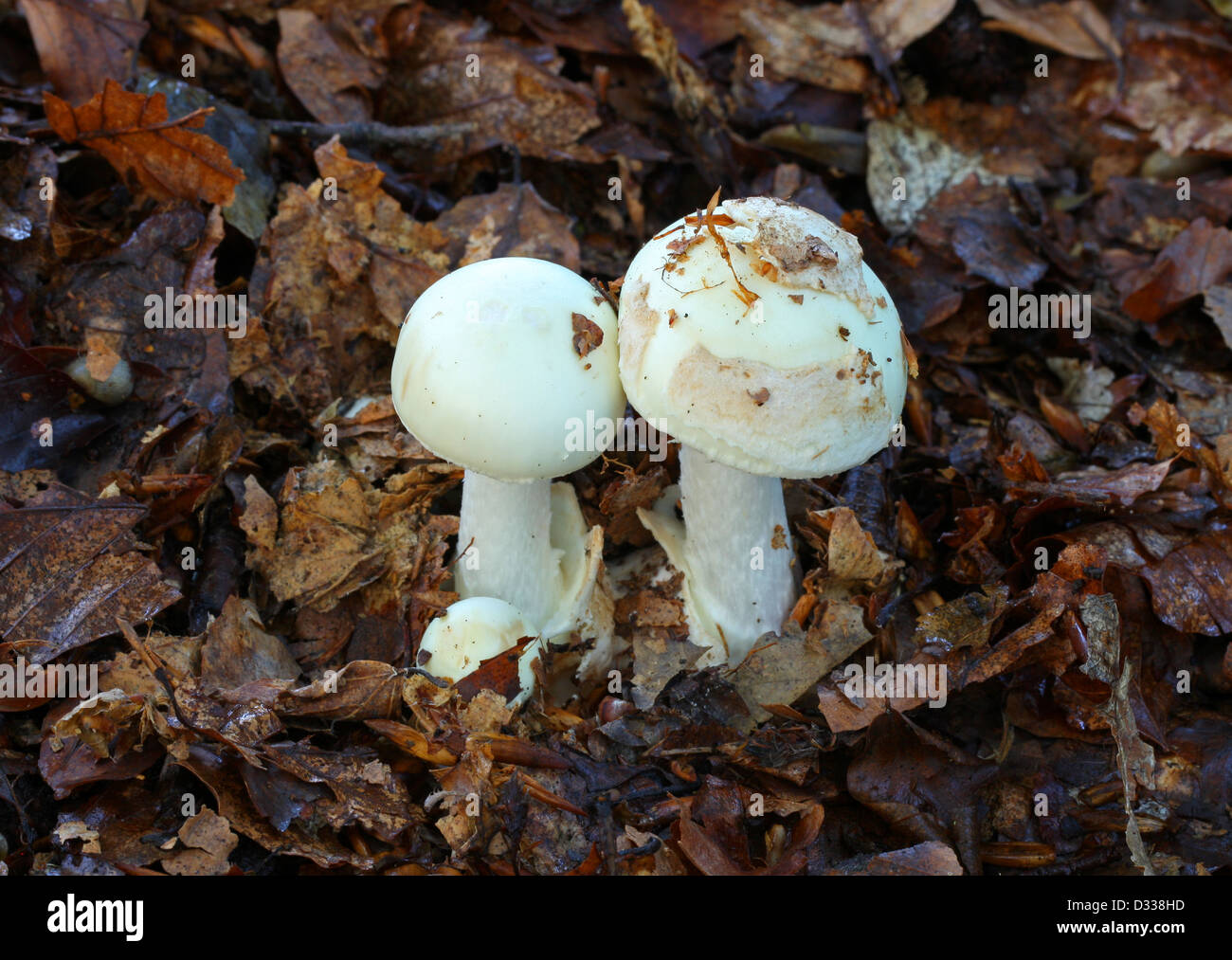 Falsche Deathcap Pilz, Amanita Citrina, Amanitaceae. Stockfoto