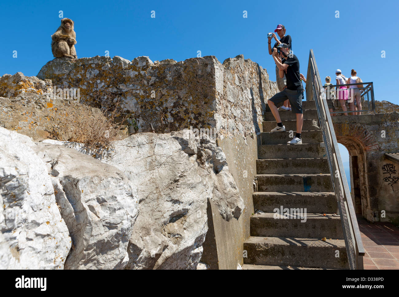 Touristische und Gibraltar Berberaffe /Macaca Sylvanus / Stockfoto