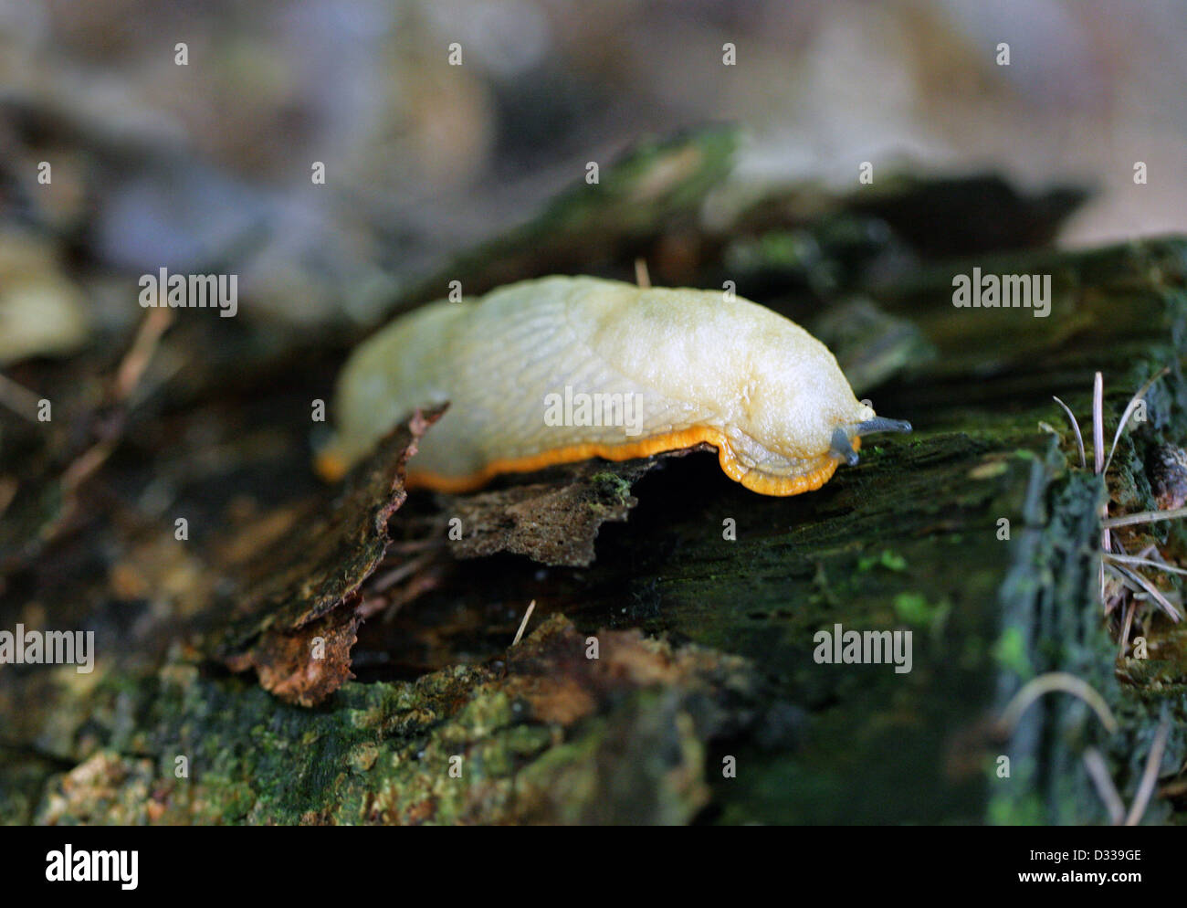 Eine weiße Form der schwarzen Slug, Arion Ater, Arionidae, Mollusca. Stockfoto