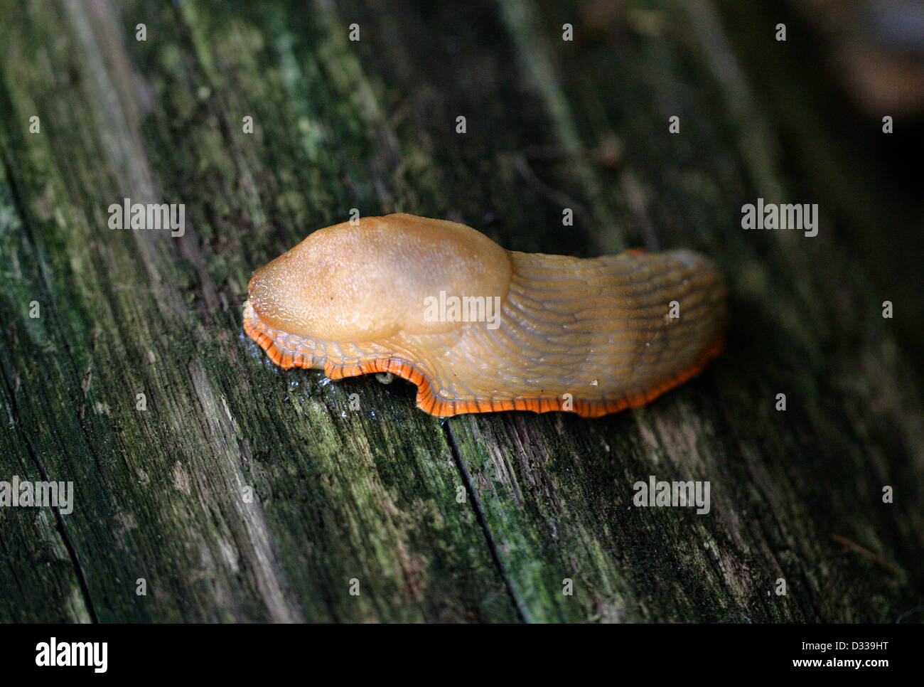 Eine blasse Form der schwarzen Slug, Arion Ater, Arionidae, Mollusca. Stockfoto