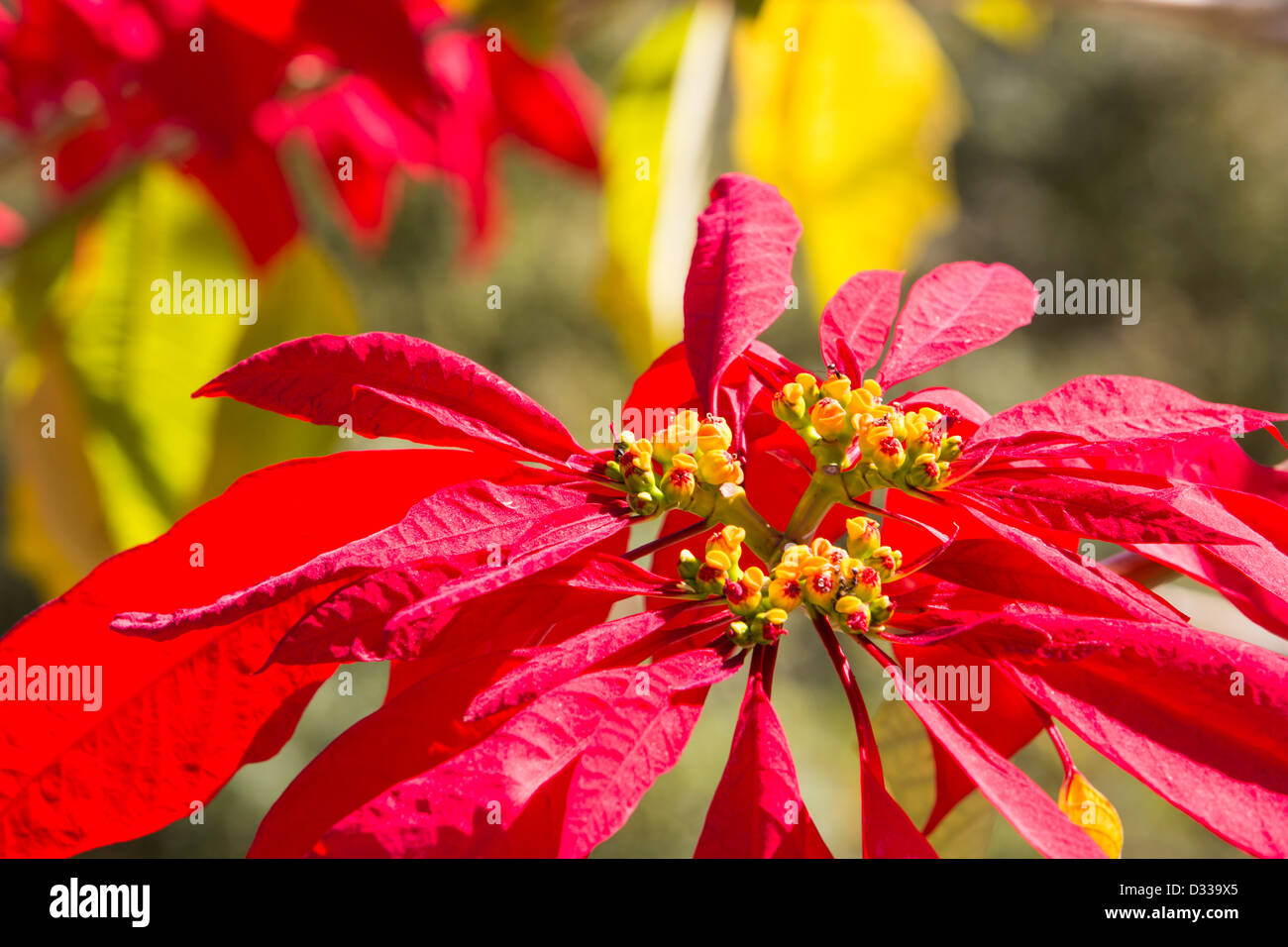 Weihnachtsstern Bume blhen im Himalaya in der Nhe von Pokhara, Nepal  Stockfotografie - Alamy