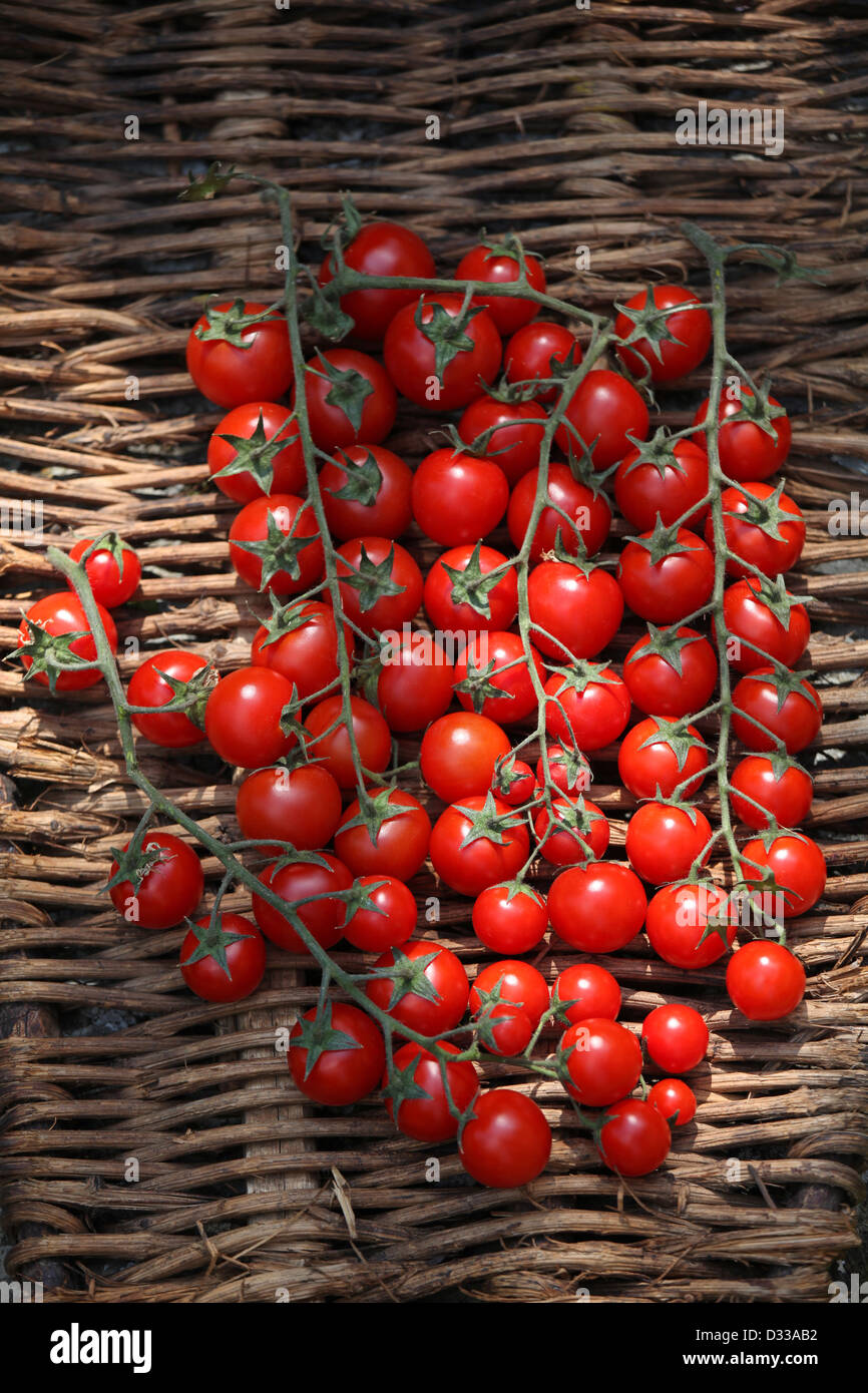 Cluster von Reben gereifte italienische Rote Kirschtomaten auf rustikale gewebte Tablett Stockfoto
