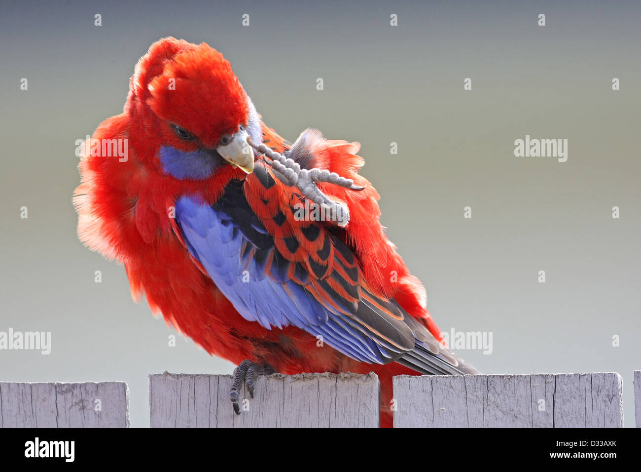 Ein Pennantsittich (Platycercus Elegans) seine Federn auf einem Hinterhof Zaun putzen. Stockfoto