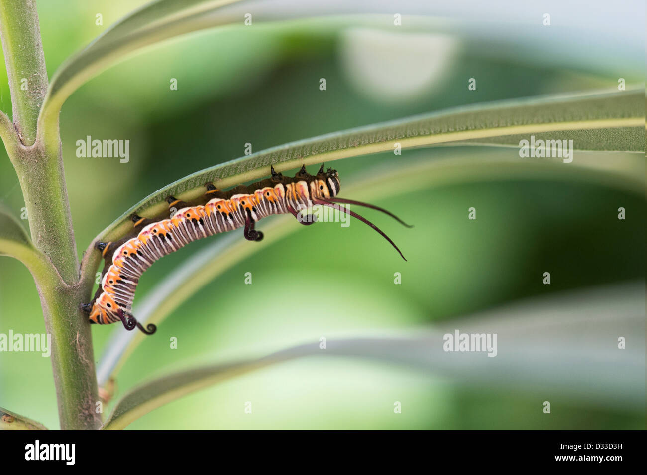 Euploea Core. Gemeinsamen Krähe Schmetterling Raupe in der indischen Landschaft Stockfoto