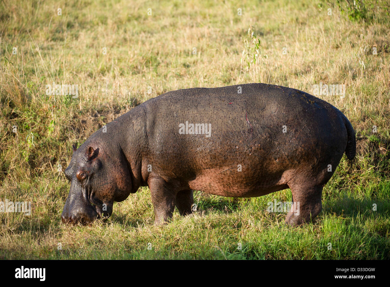 Flusspferd (Hippopotamus Amphibius), Masai Mara National Reserve, Kenia Stockfoto