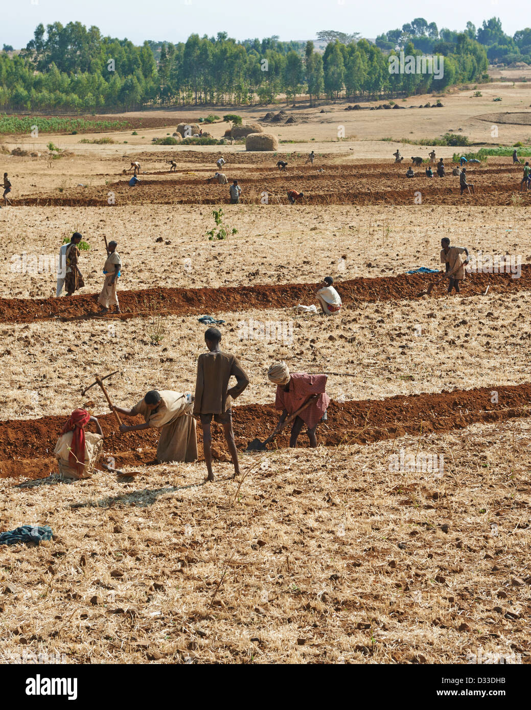 Bewirtschaftung von Flächen im Austausch, wenn sie die Besitzer Hilfe benötigen revanchieren und Freiwilligen unterstützt sozialen Landwirtschaft Stockfoto