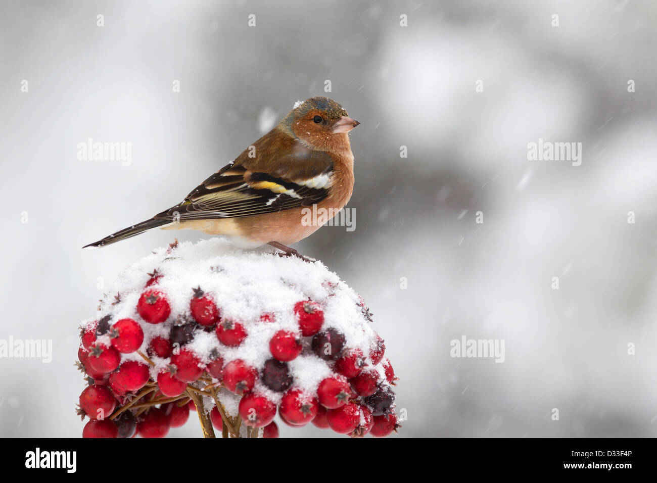 Männlichen Buchfinken auf roten Beeren im Schnee Stockfoto