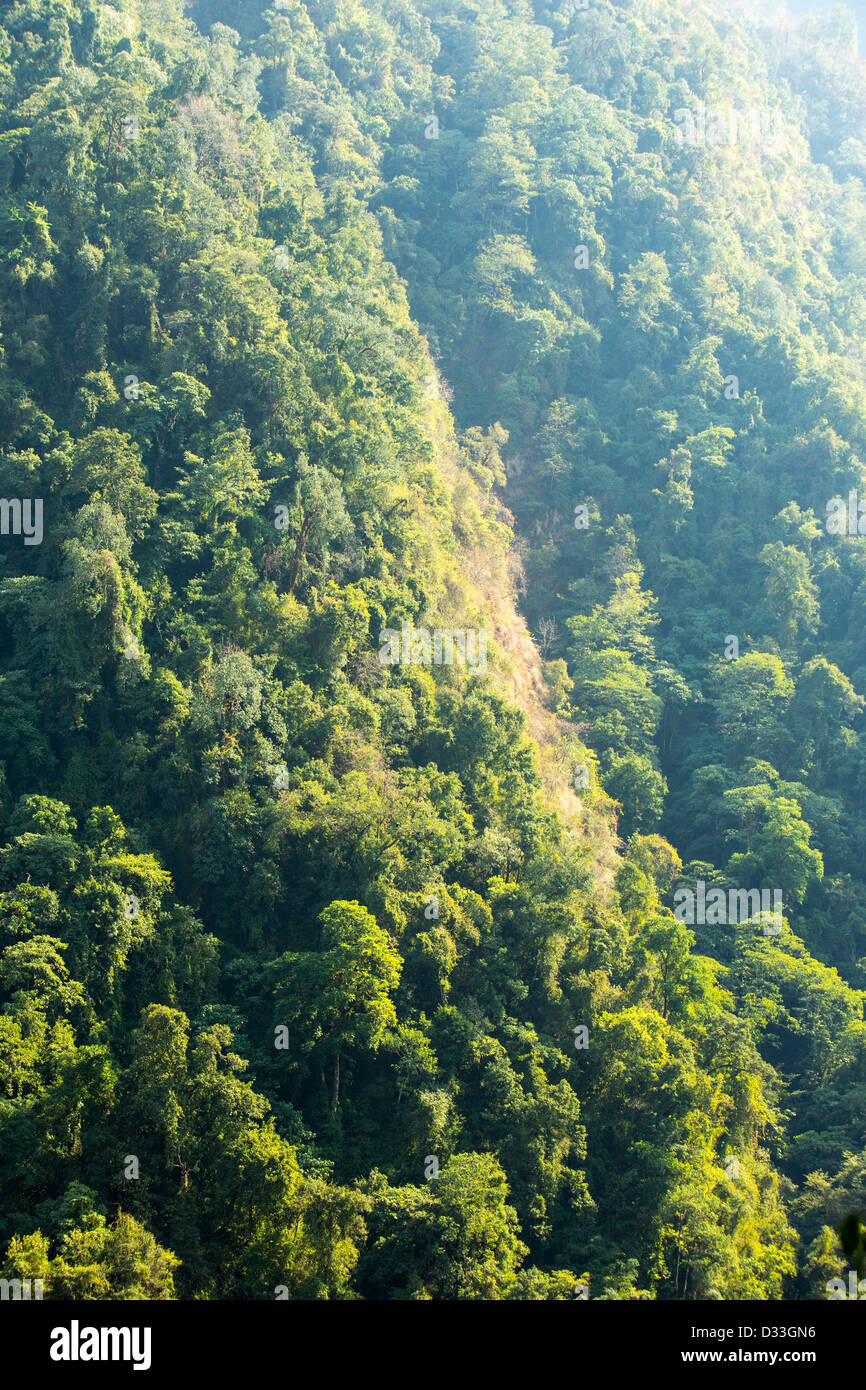 Rhododendron und Bambus Mischwald im Annapurna Heiligtum, nepalesischen  Himalaya Stockfotografie - Alamy