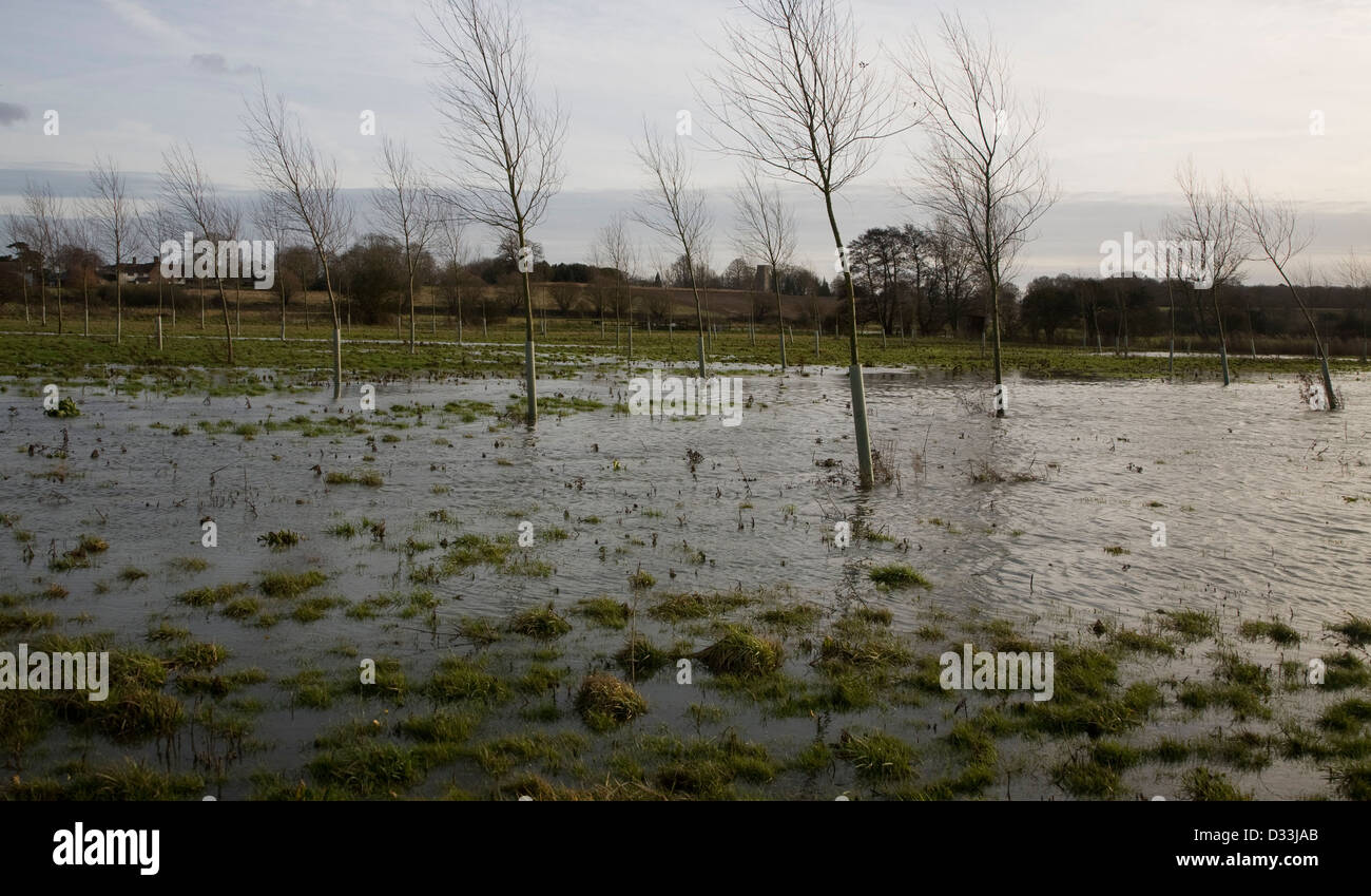 Überfluteten Flussaue mit Cricket Bat Weiden, River Deben in Loudham, Suffolk, England Stockfoto