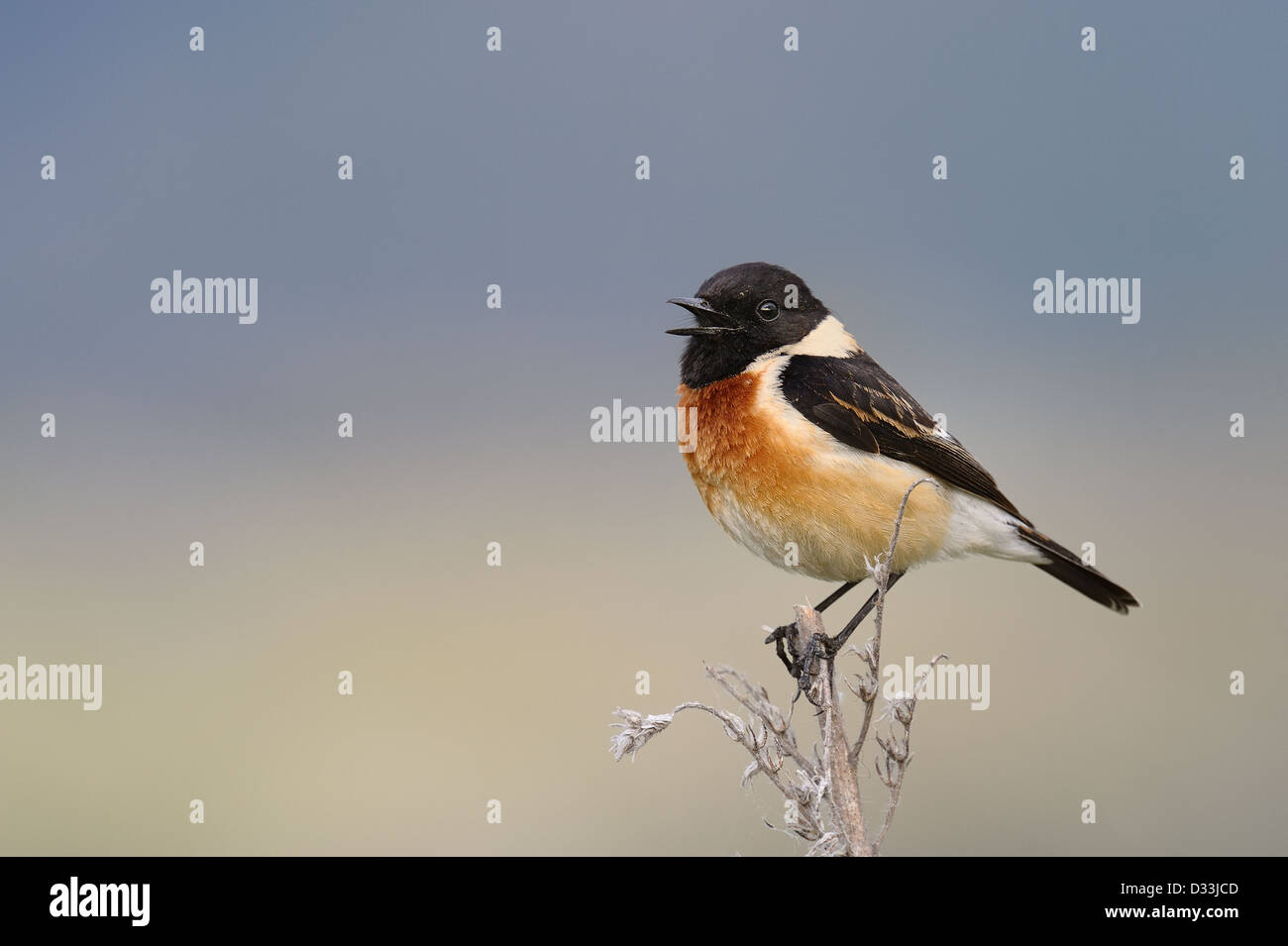Gemeinsamen Schwarzkehlchen, erwachsenes Männchen Stockfoto
